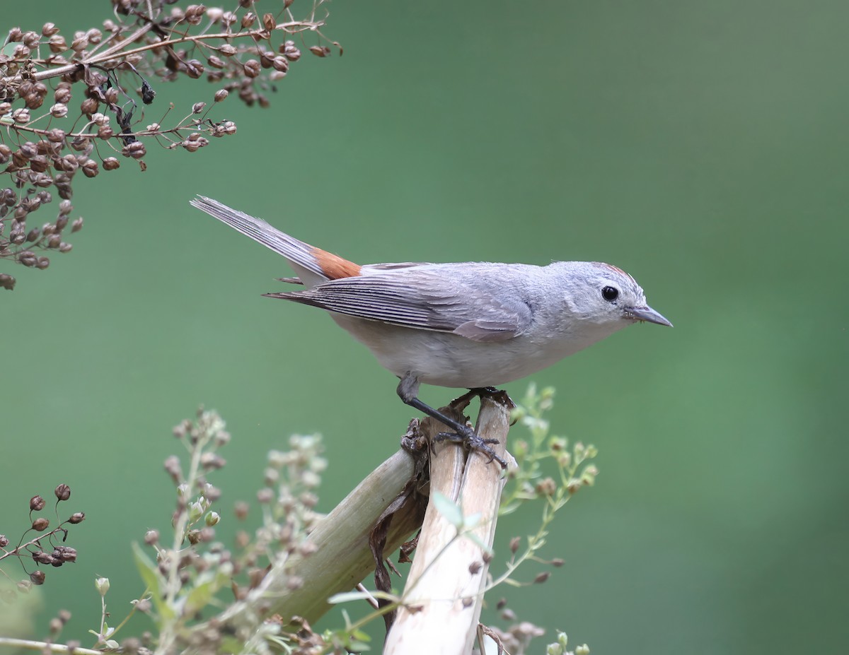 Lucy's Warbler - ML641159193
