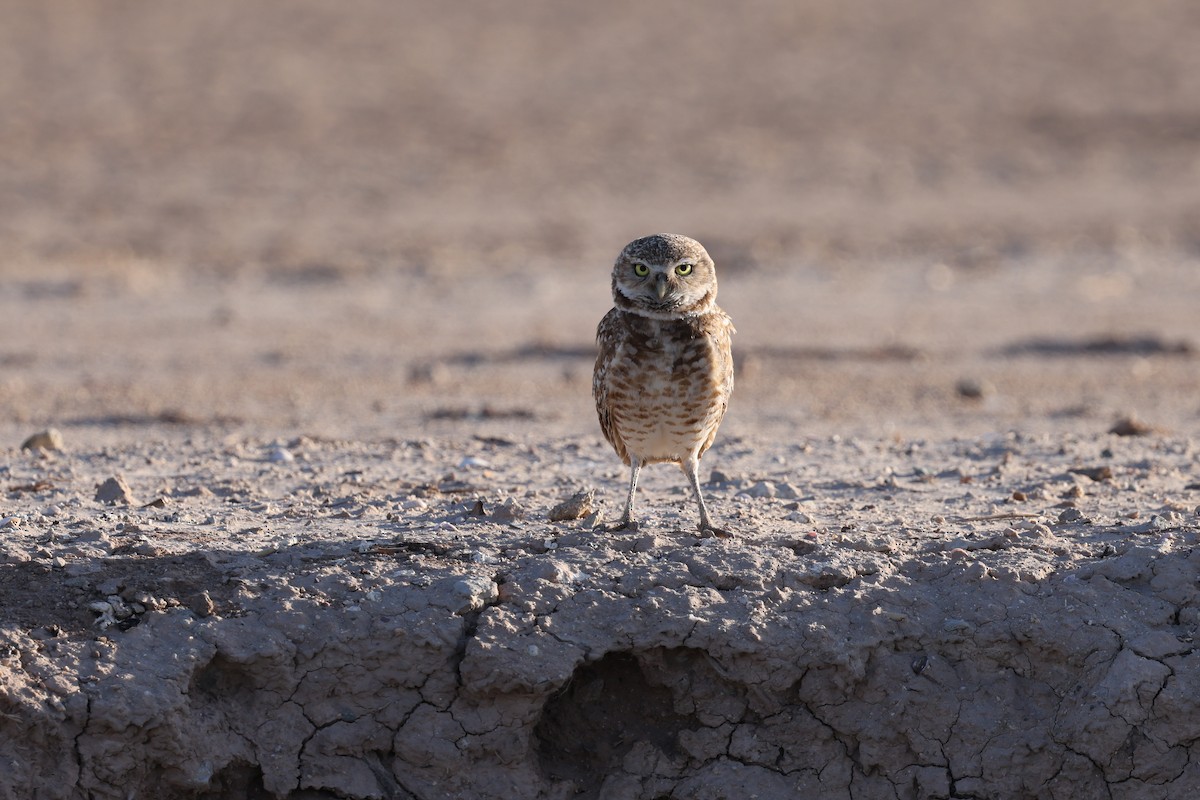 Burrowing Owl - ML641159201
