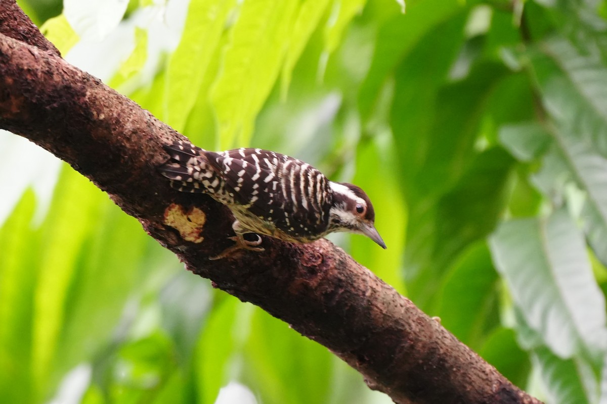 Philippine Pygmy Woodpecker - ML641159209