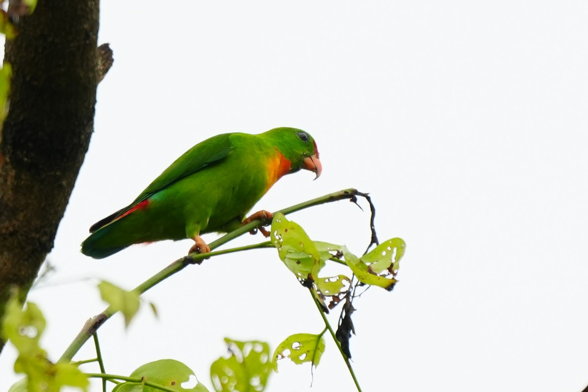 Philippine Hanging-Parrot - ML641159224