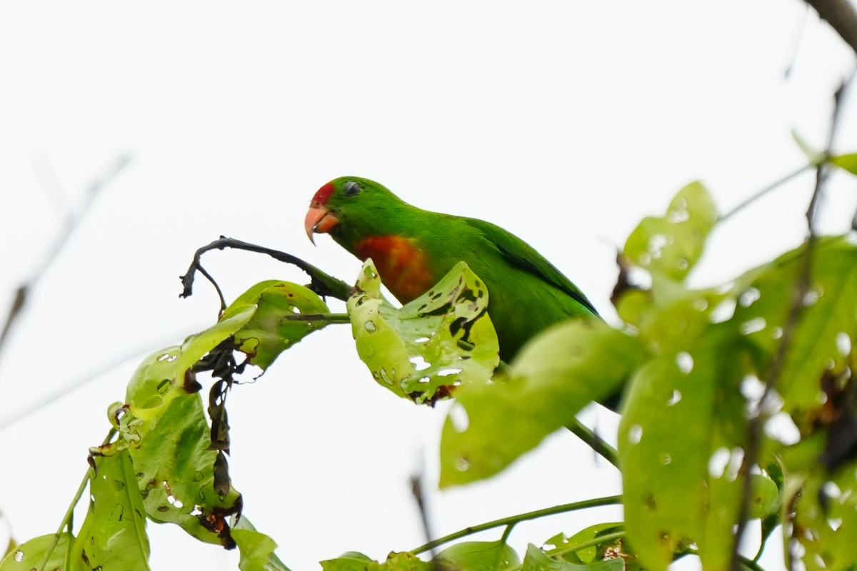 Philippine Hanging-Parrot - ML641159225