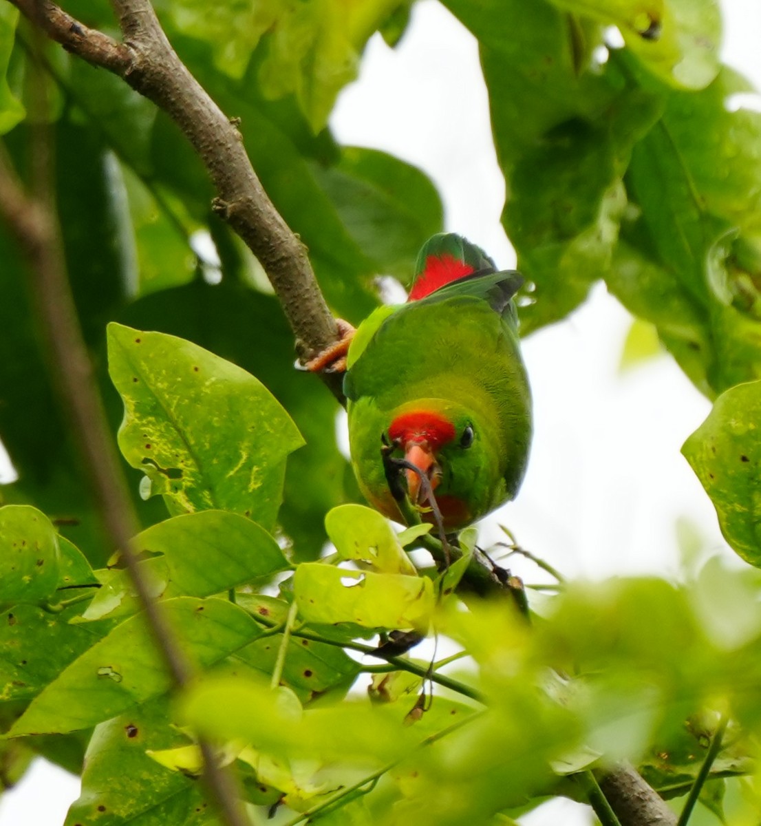 Philippine Hanging-Parrot - ML641159226