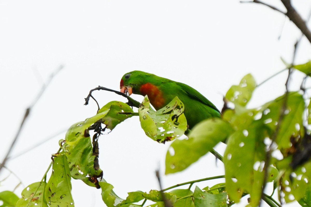 Philippine Hanging-Parrot - ML641159227
