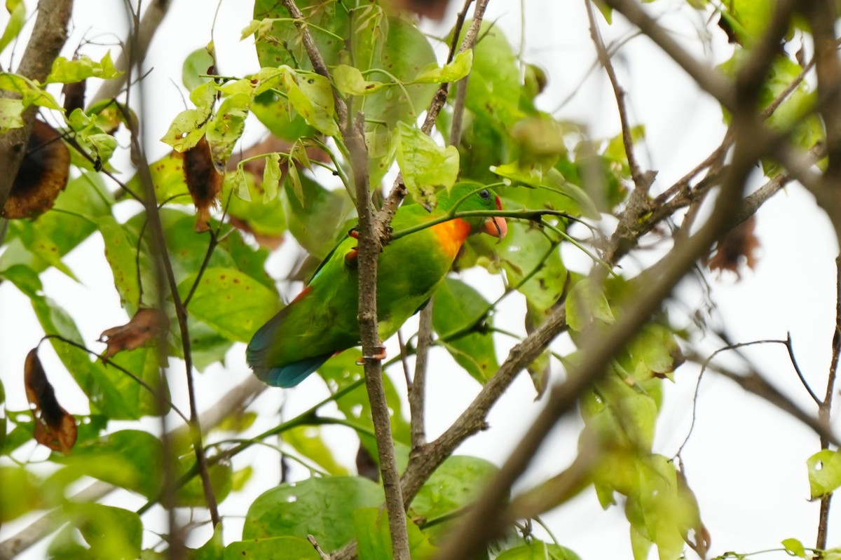 Philippine Hanging-Parrot - ML641159229