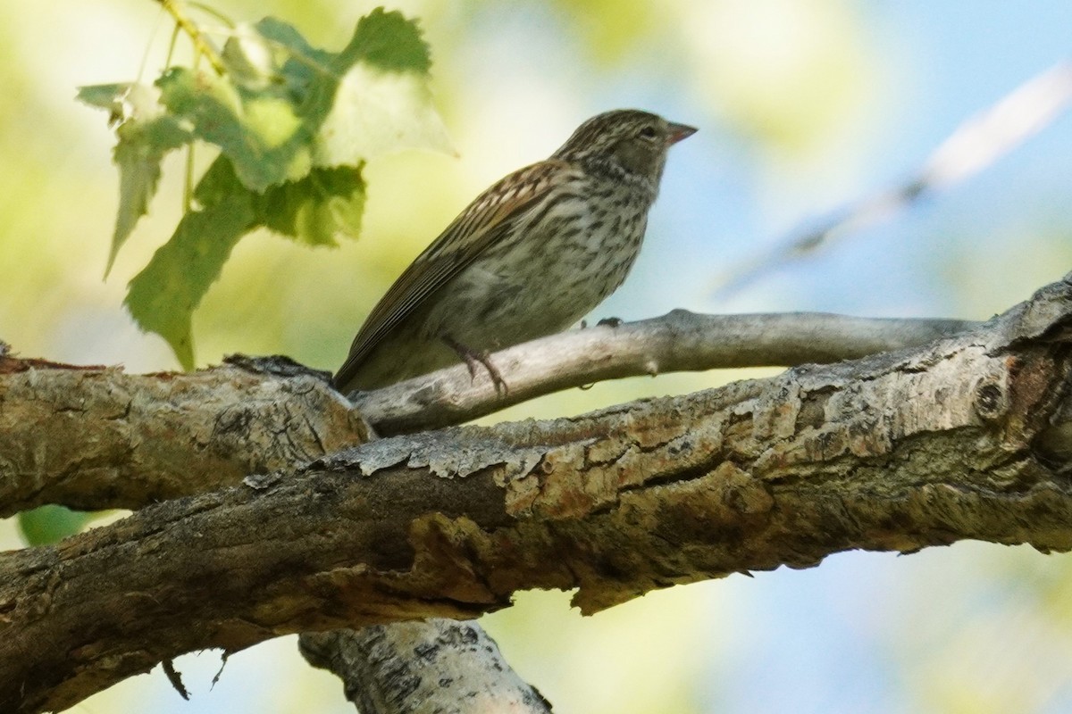 Chipping Sparrow - ML641159240