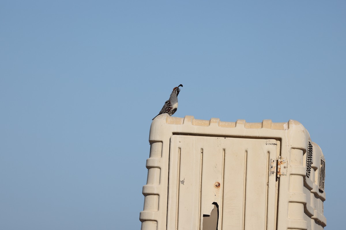Gambel's Quail - ML641159243