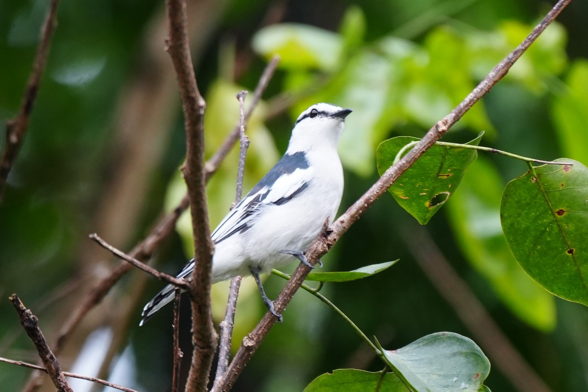 Pied Triller - ML641159249