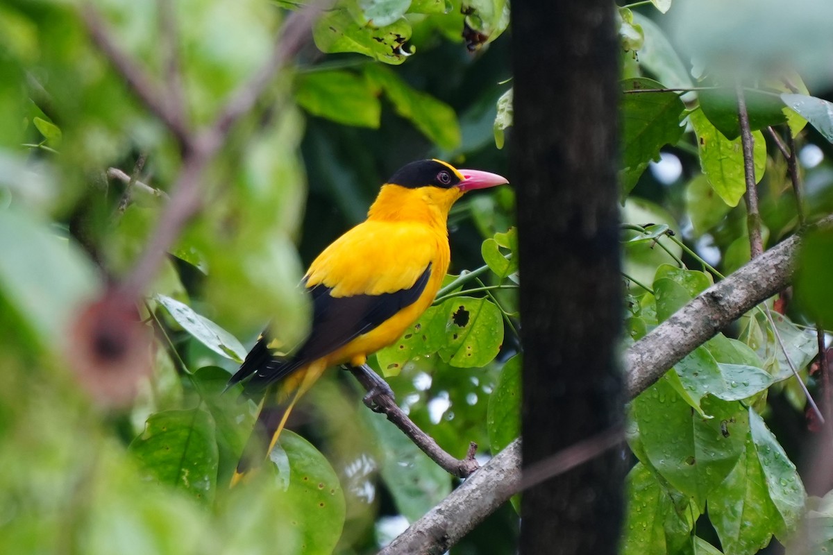 Black-naped Oriole (Philippine) - ML641159259