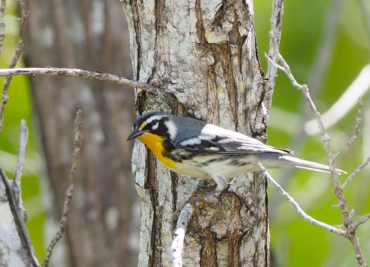 gulstrupeparula - ML641159261
