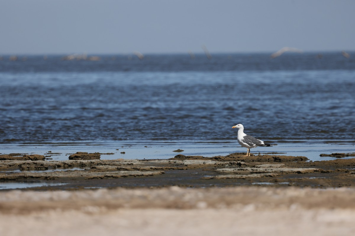 Yellow-footed Gull - ML641159269