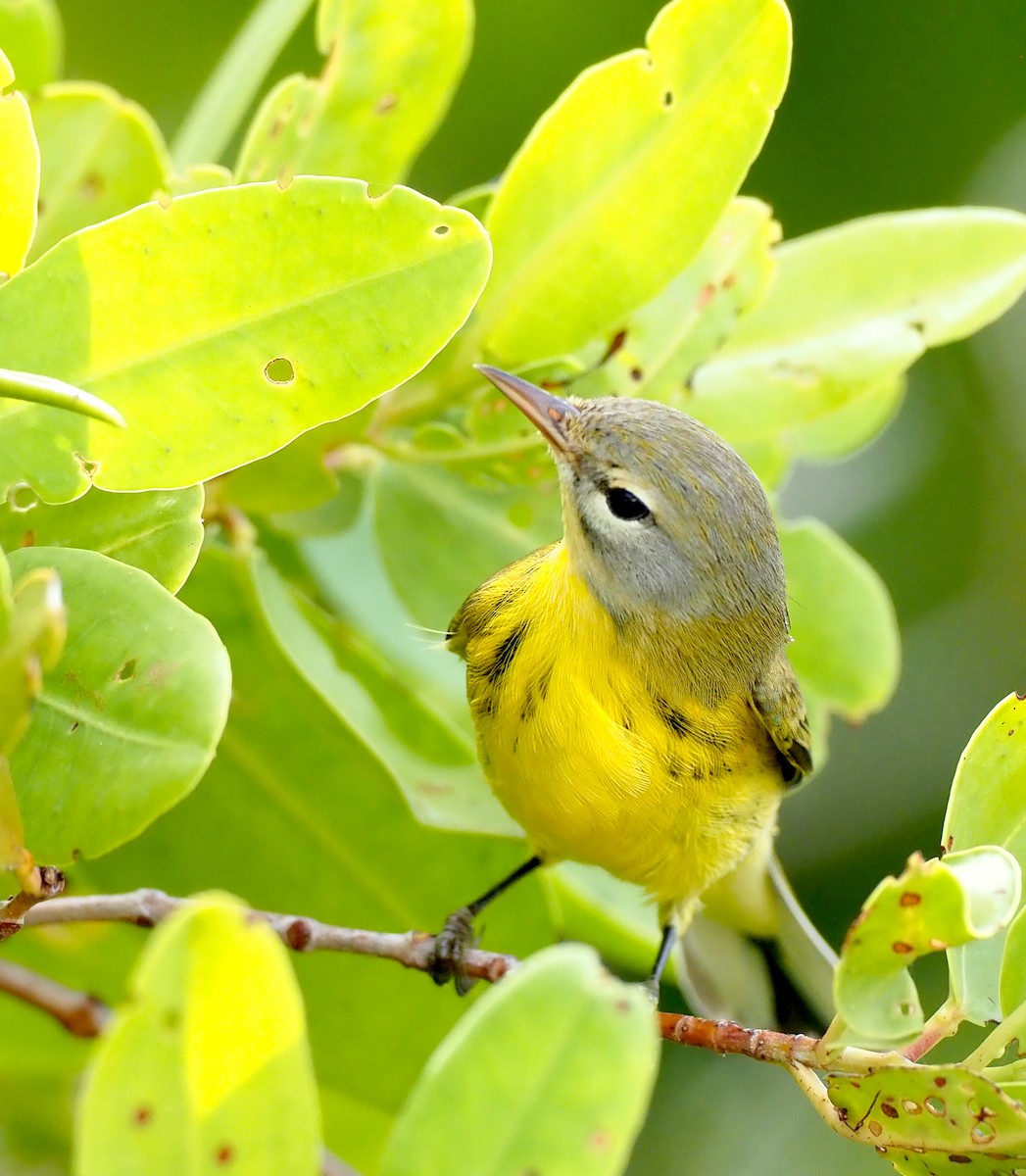 Prairie Warbler - ML641159279
