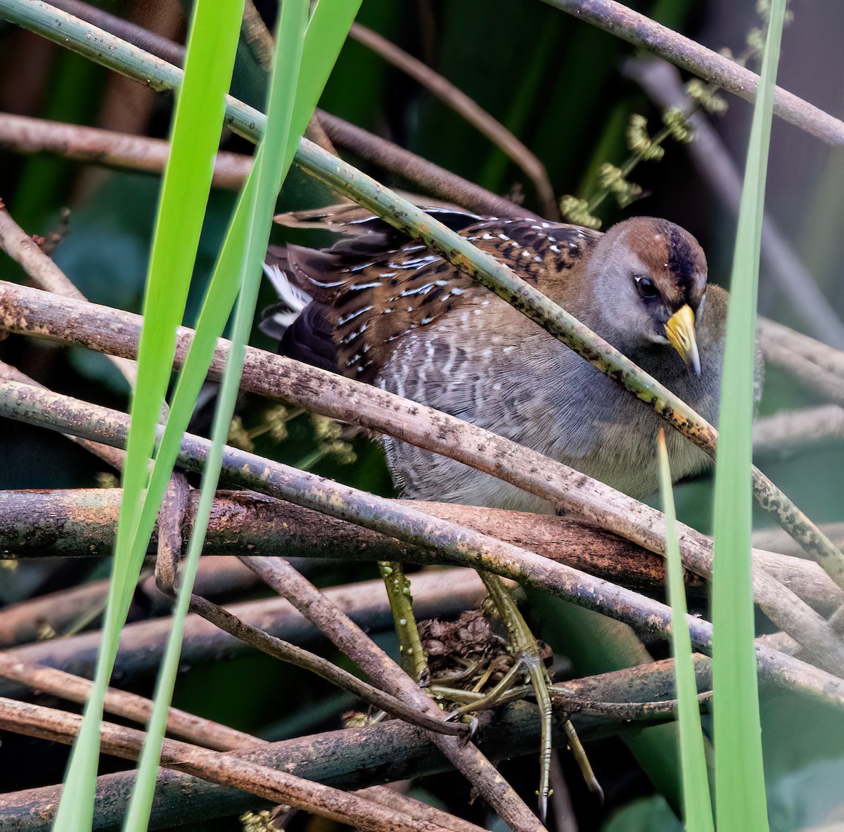 Sora - ML641159282
