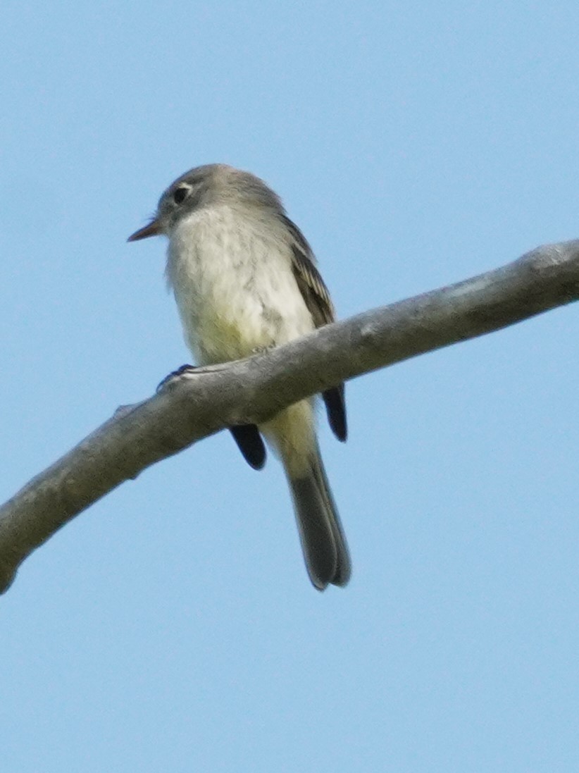 Least Flycatcher - ML641159289