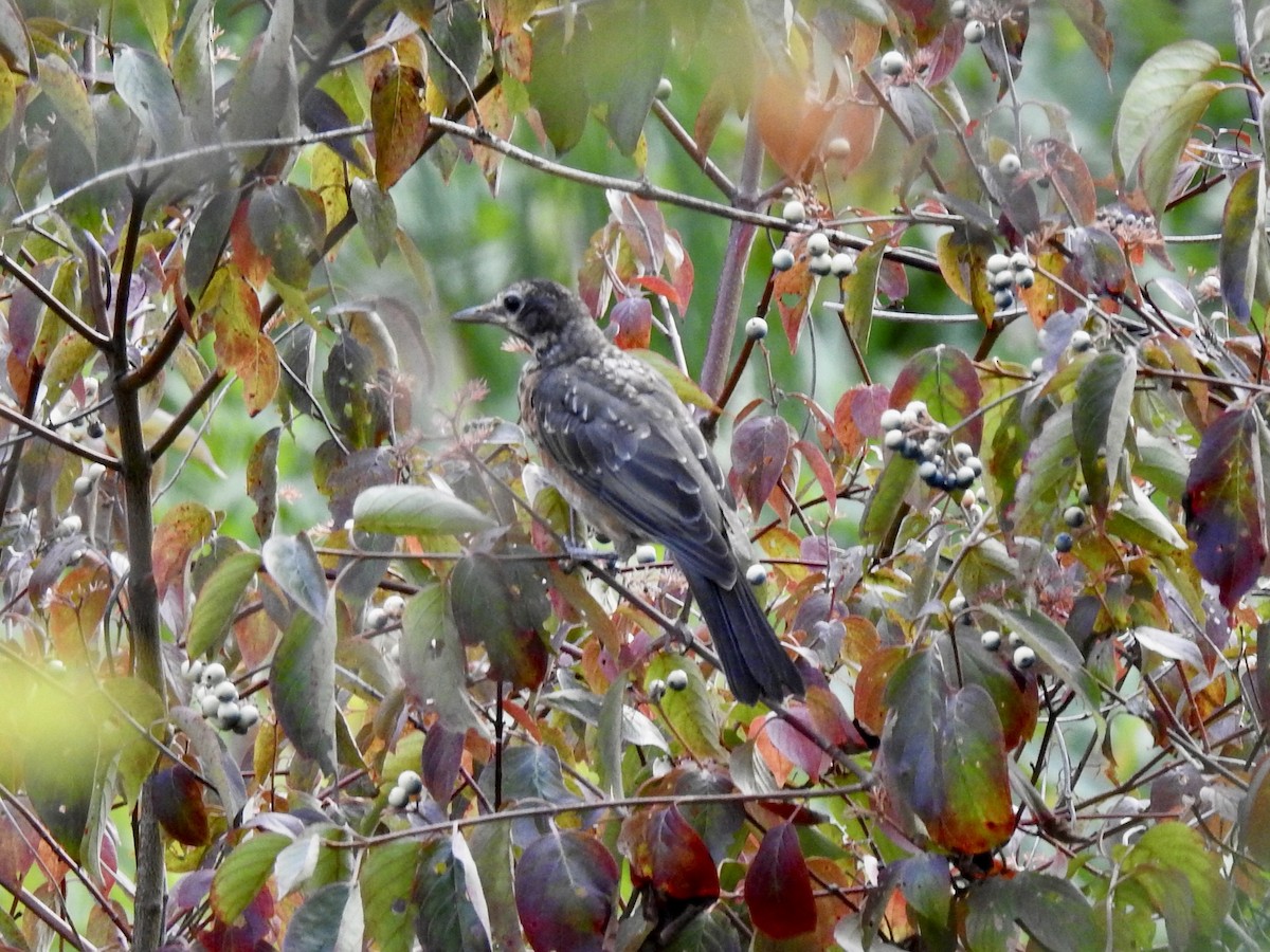 American Robin - ML641159290