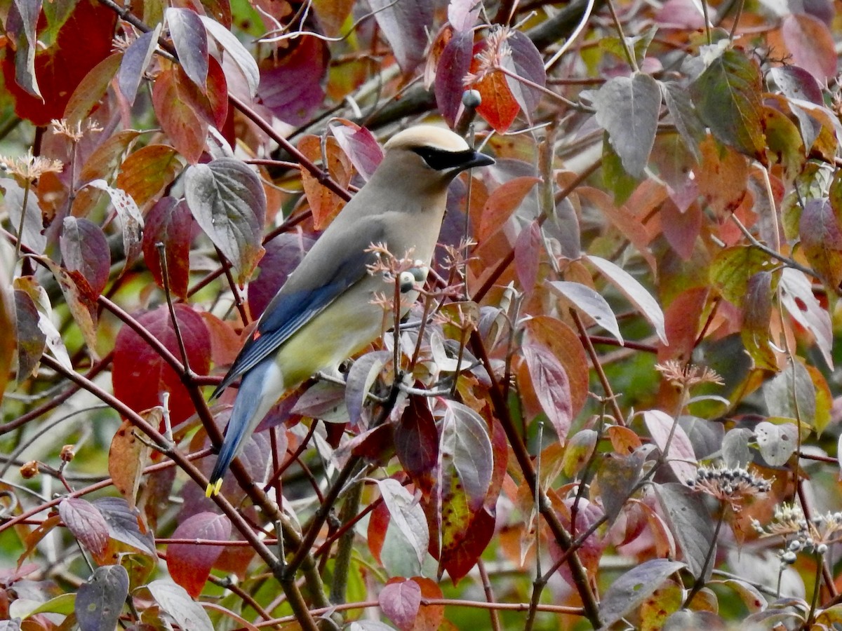 Cedar Waxwing - ML641159298