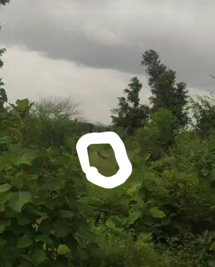 Indian Peafowl - ML641159304