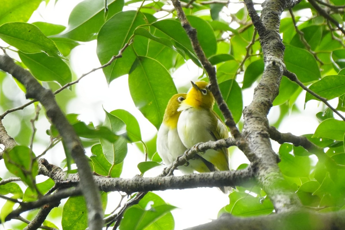 Lowland White-eye - ML641159307