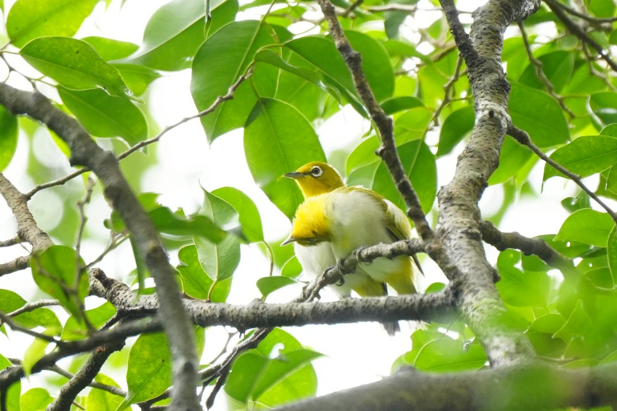 Lowland White-eye - ML641159308