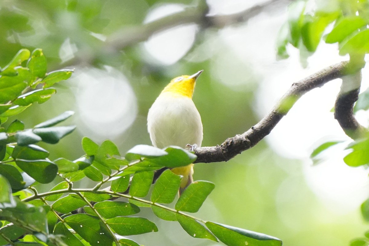 Lowland White-eye - ML641159309