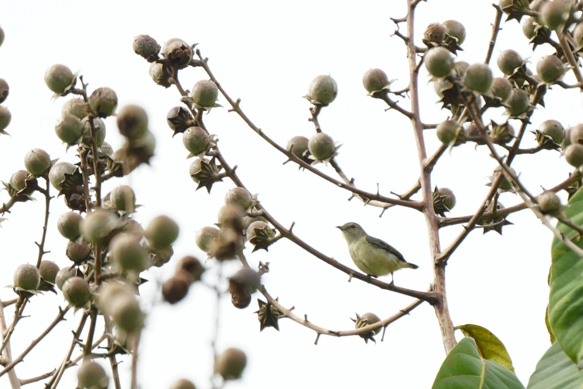 Pygmy Flowerpecker - ML641159315