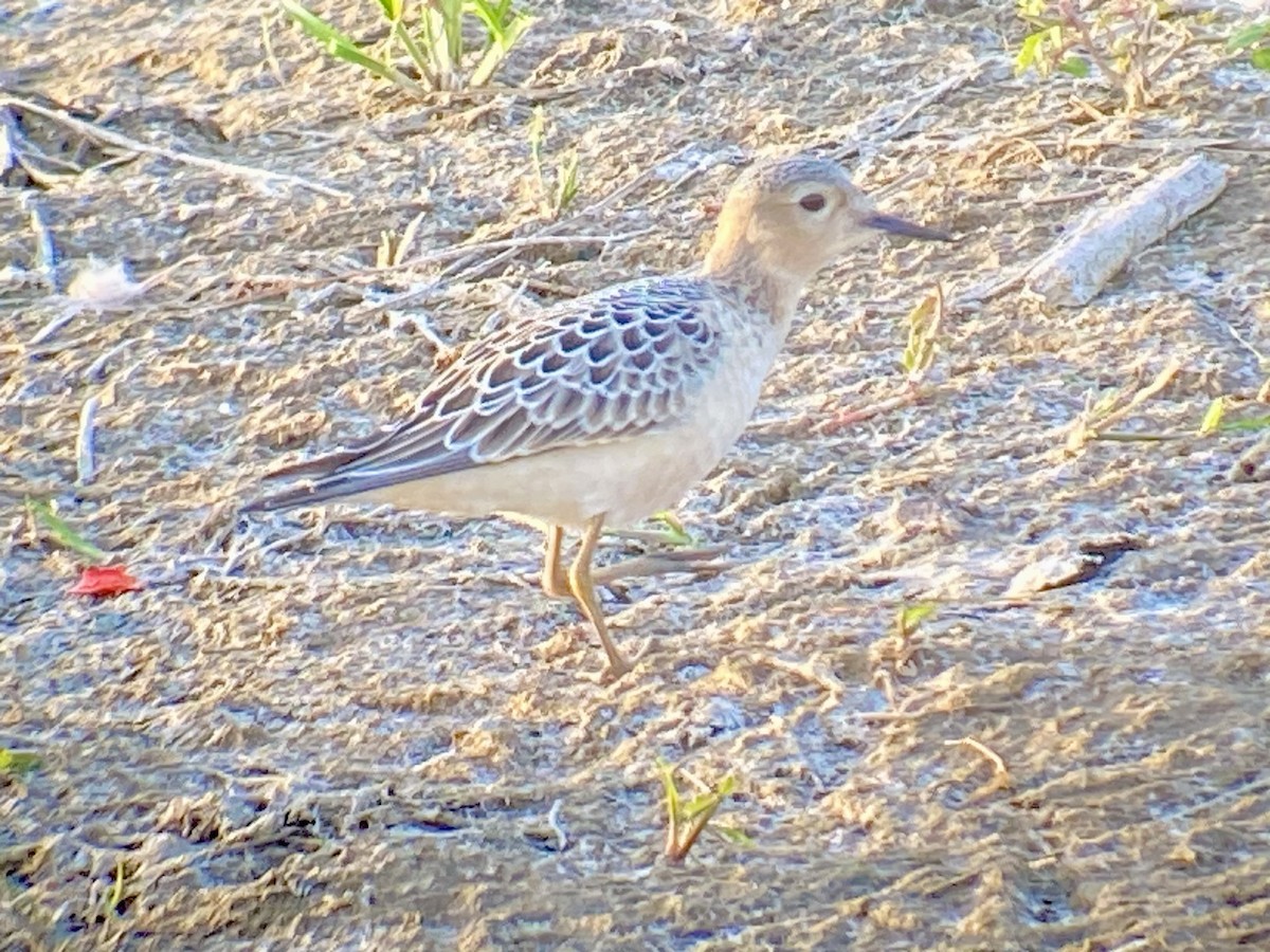 Ухаа элсэг - ML641159320