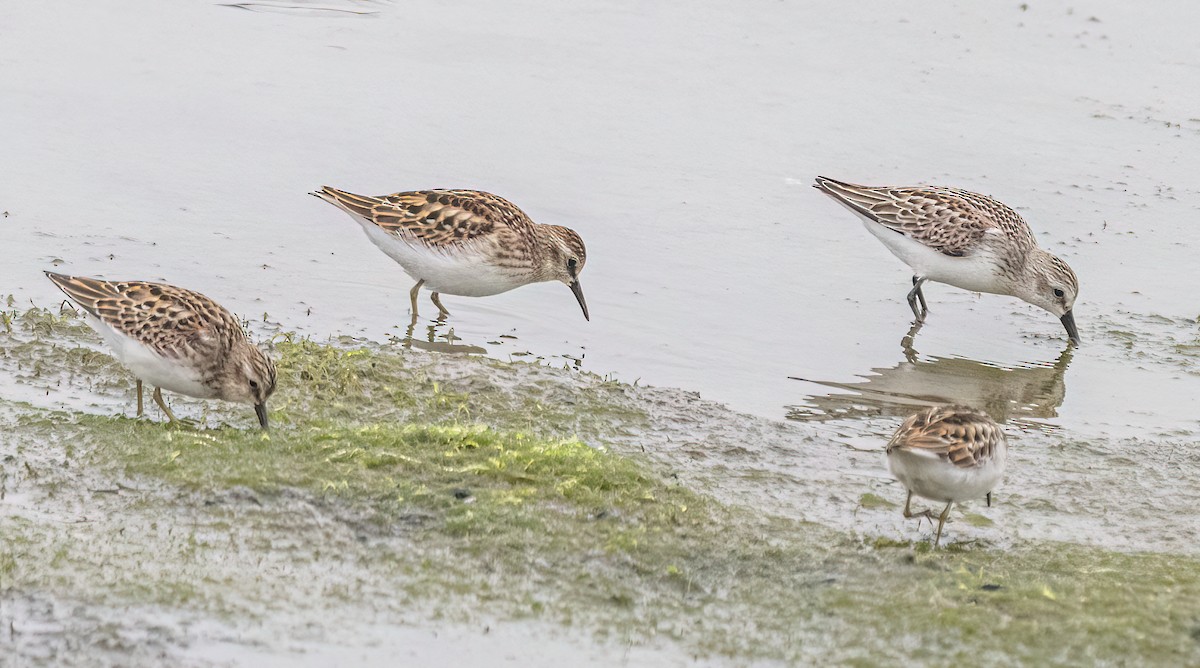 Least Sandpiper - ML641159322