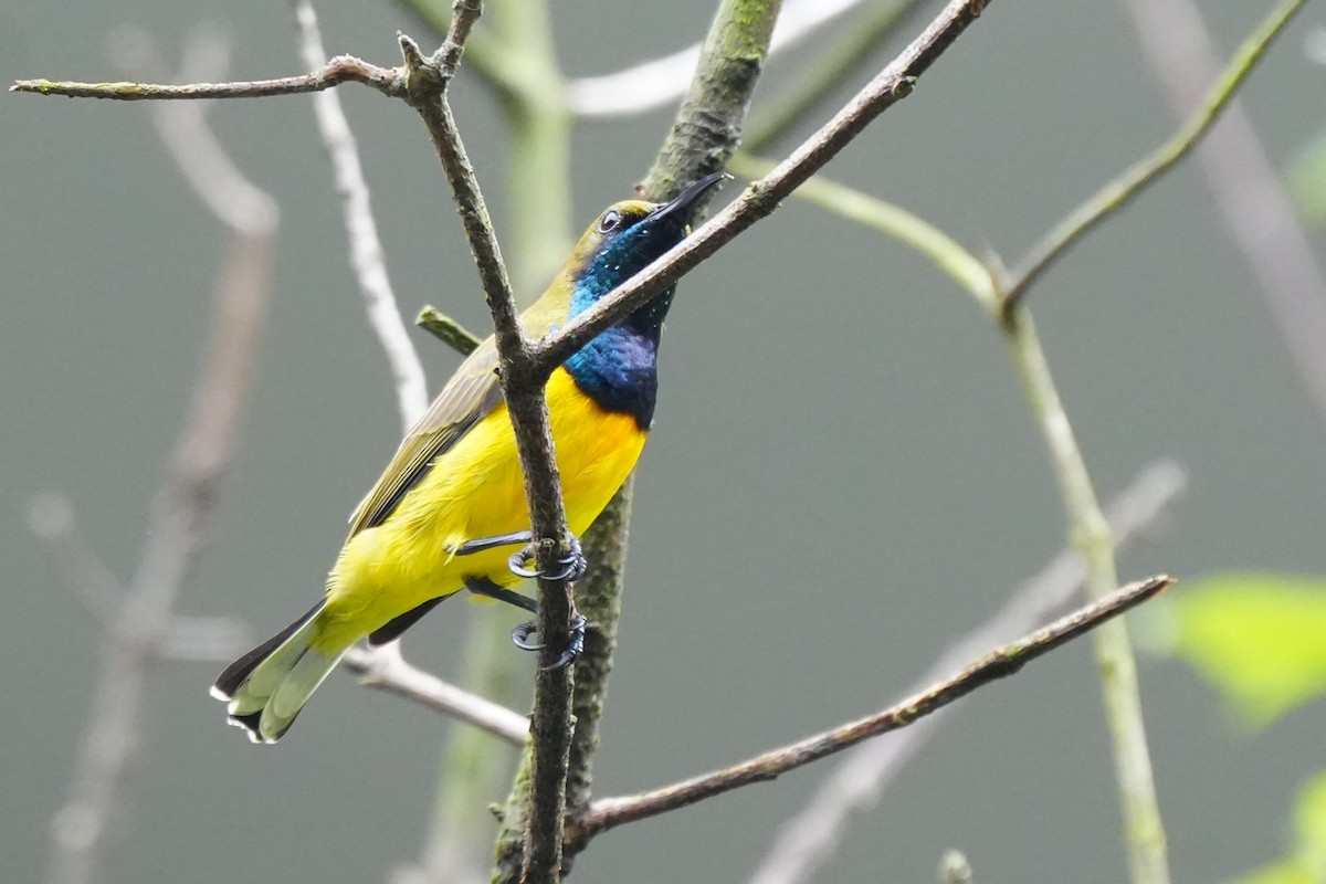 Garden Sunbird - ML641159329