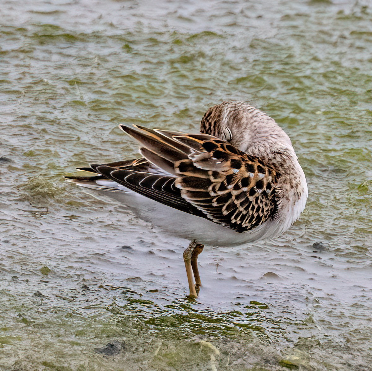 Least Sandpiper - ML641159336