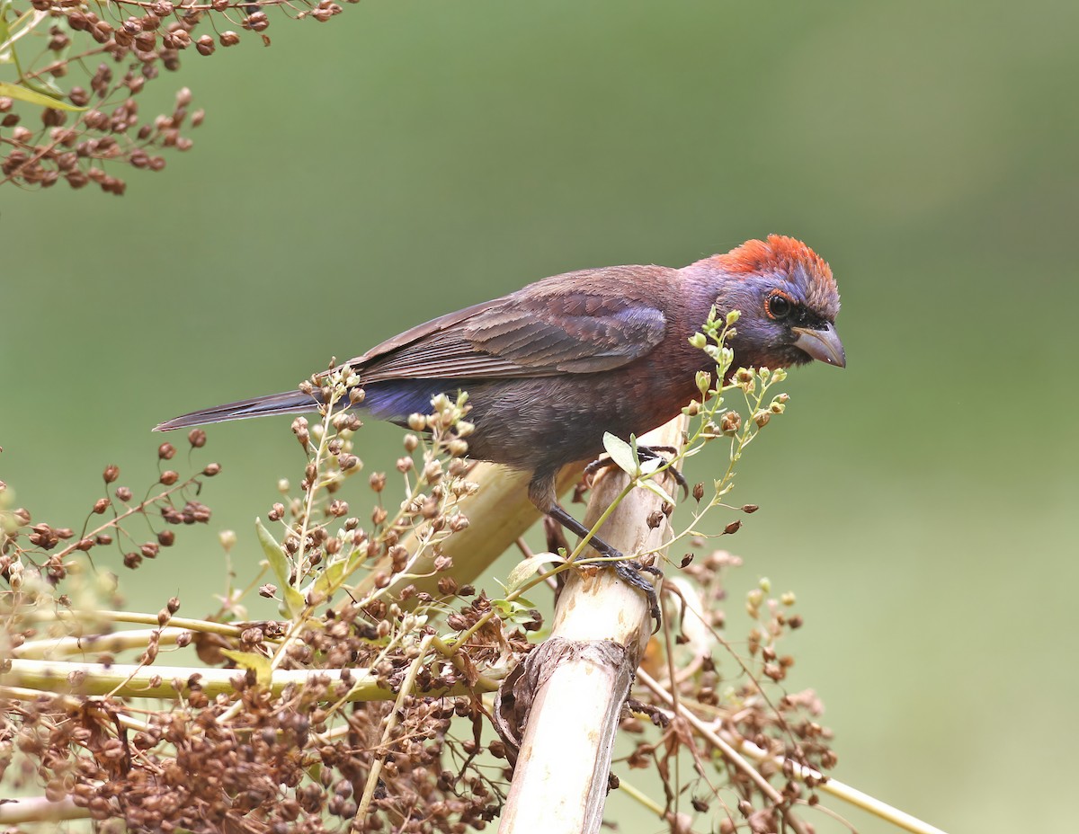 Varied Bunting - ML641159339