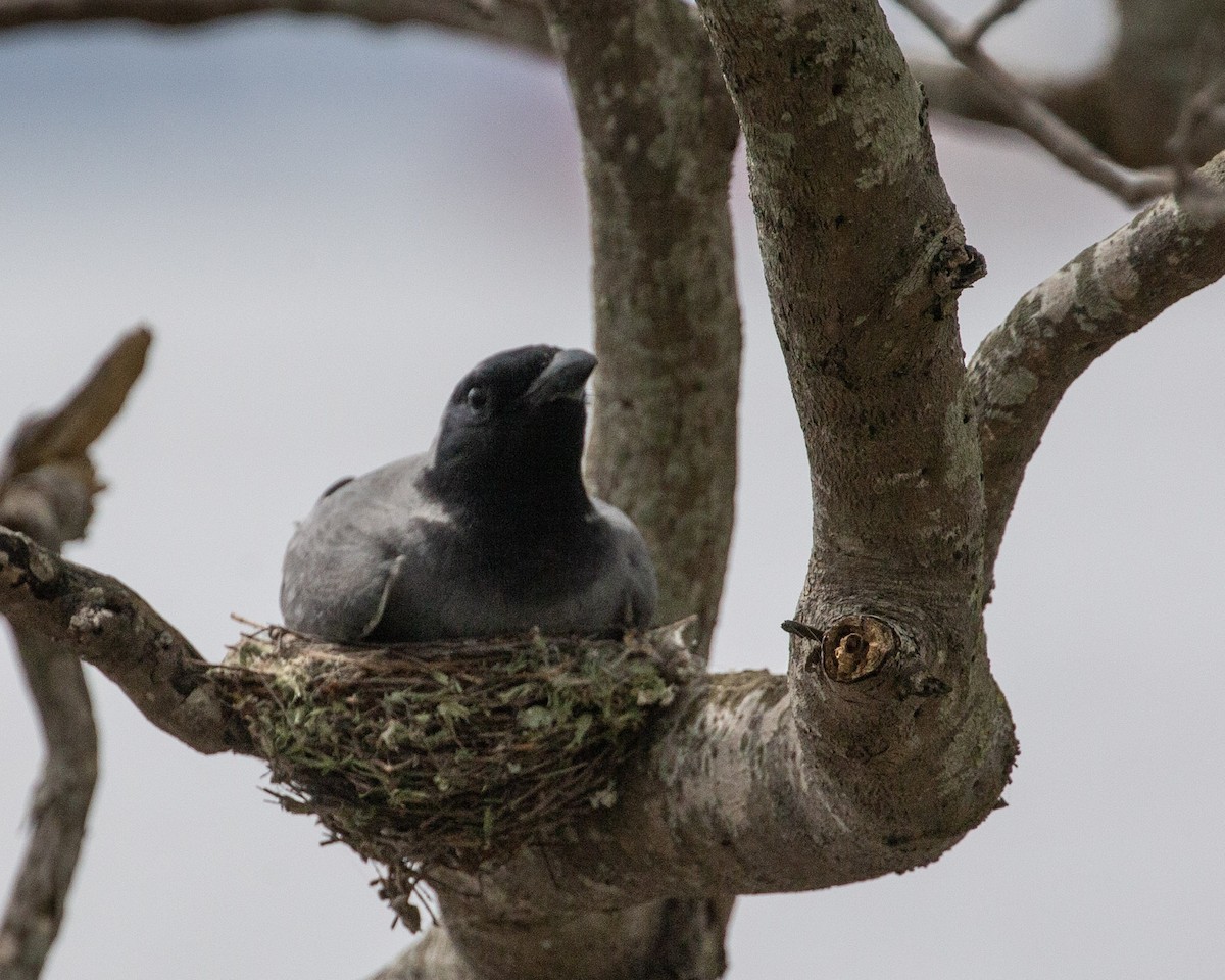 Black-faced Cuckooshrike - ML641159341