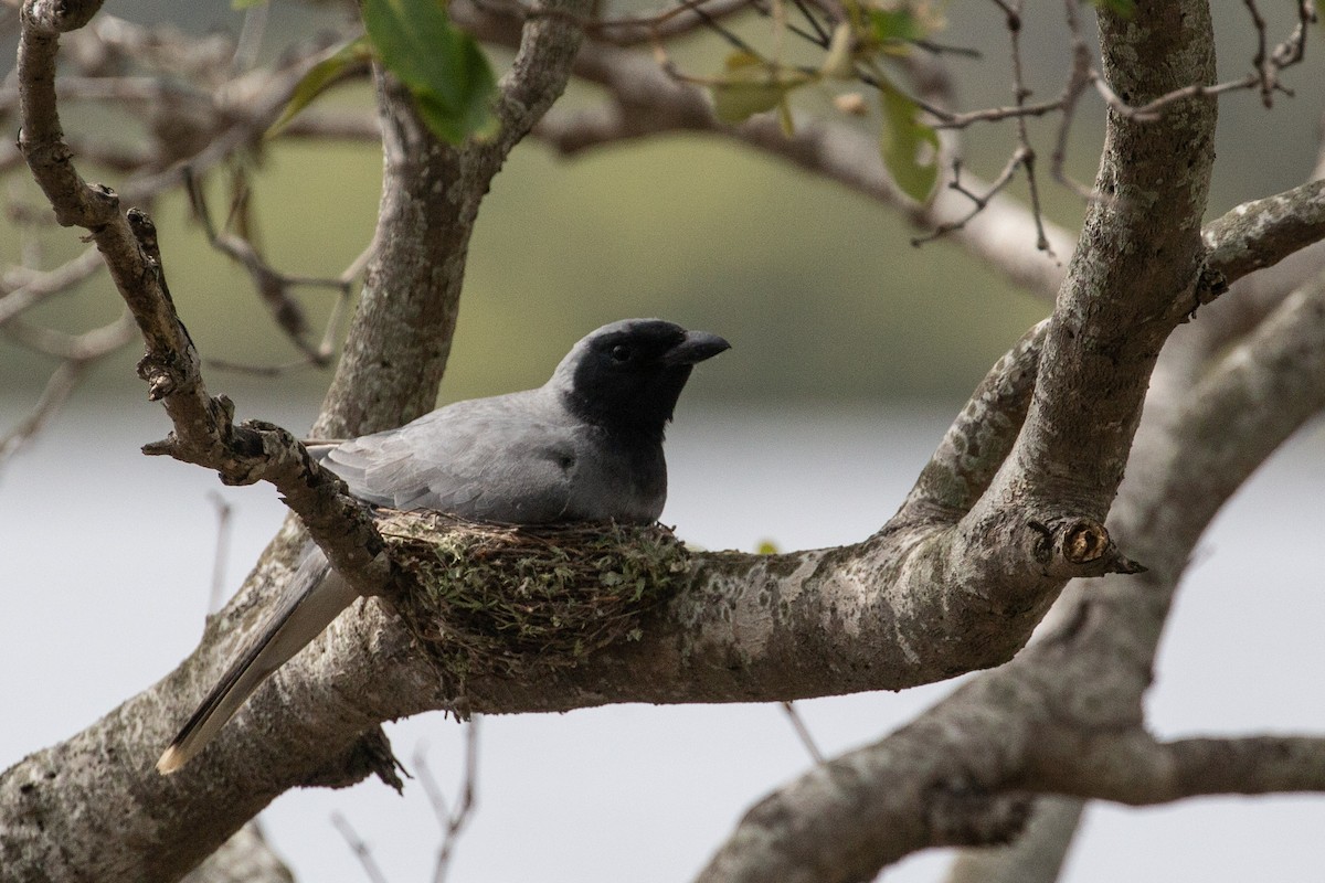 Black-faced Cuckooshrike - ML641159342