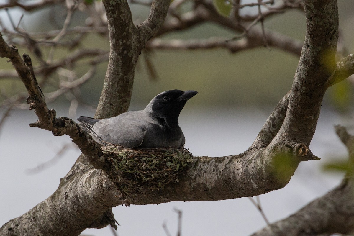 Black-faced Cuckooshrike - ML641159345