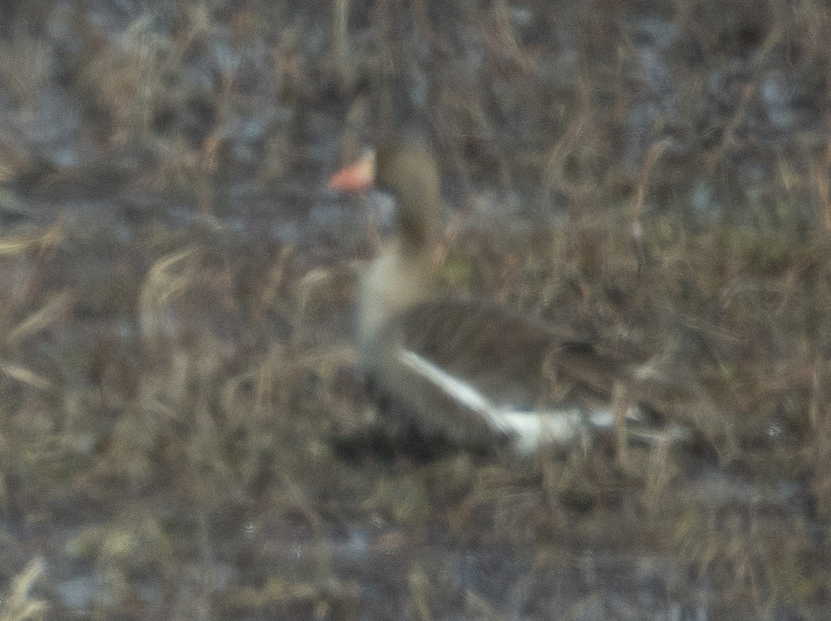 Greater White-fronted Goose - ML641159349
