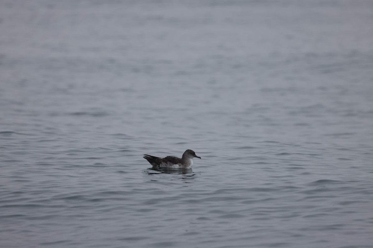 Black-vented Shearwater - ML641159363