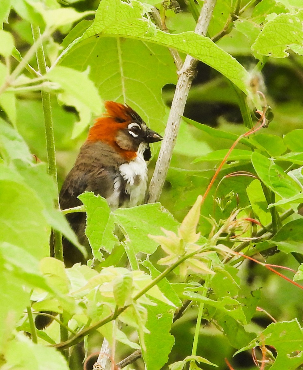 Rusty-crowned Ground-Sparrow - ML641159382