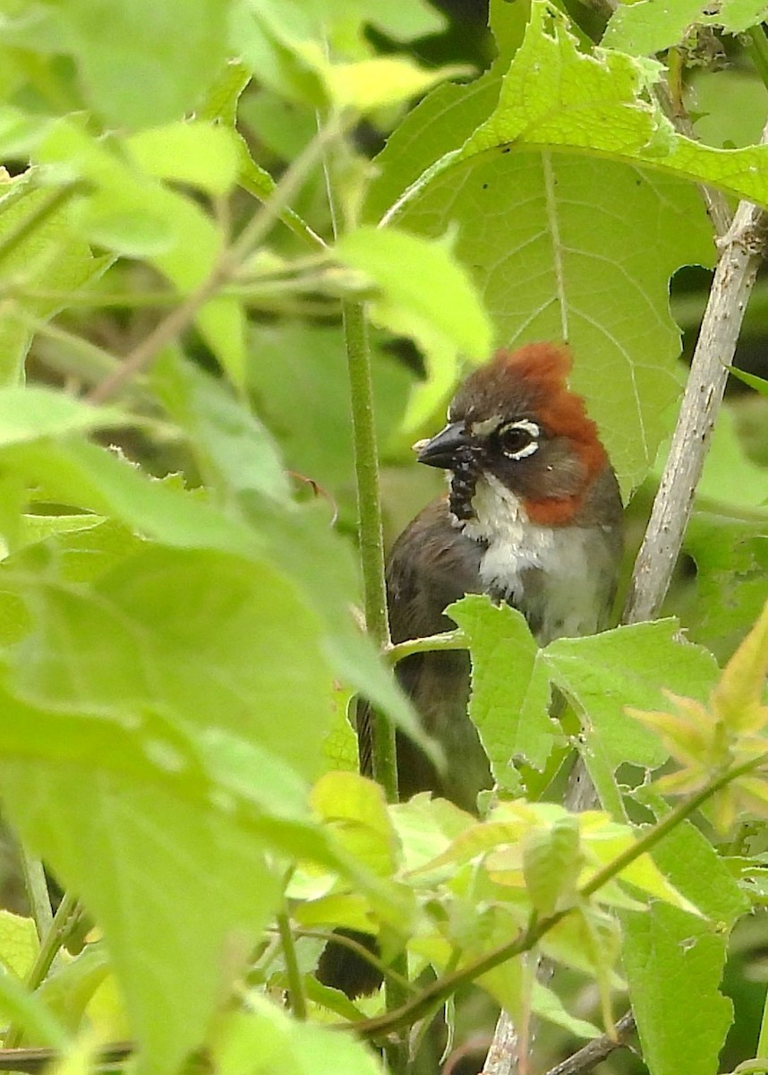 Rusty-crowned Ground-Sparrow - ML641159383