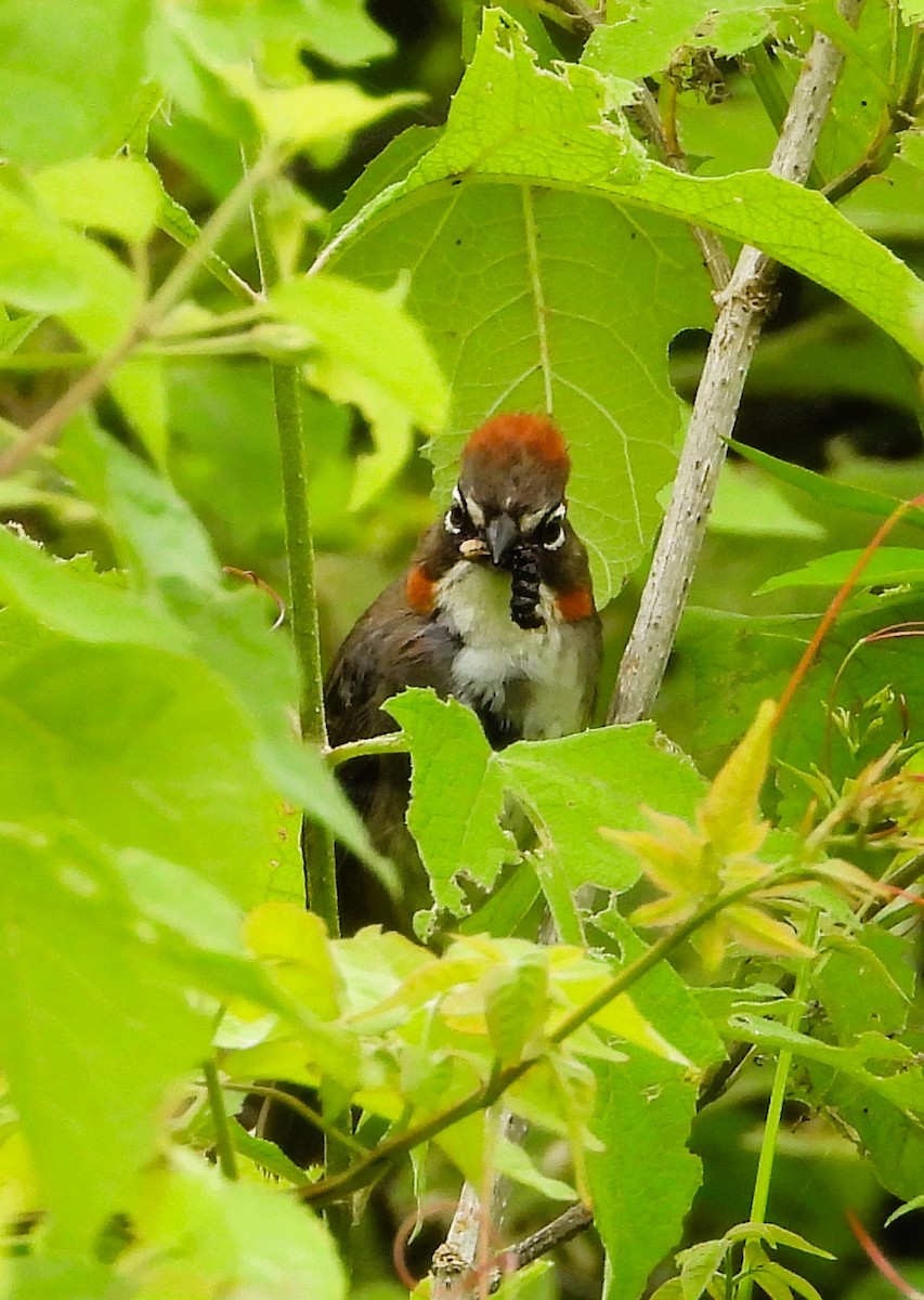 Rusty-crowned Ground-Sparrow - ML641159384