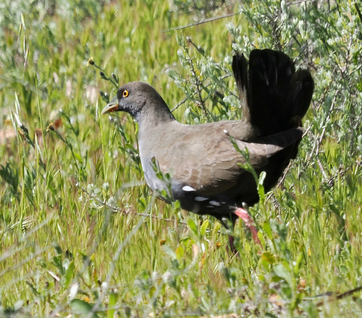 Black-tailed Nativehen - ML641159418
