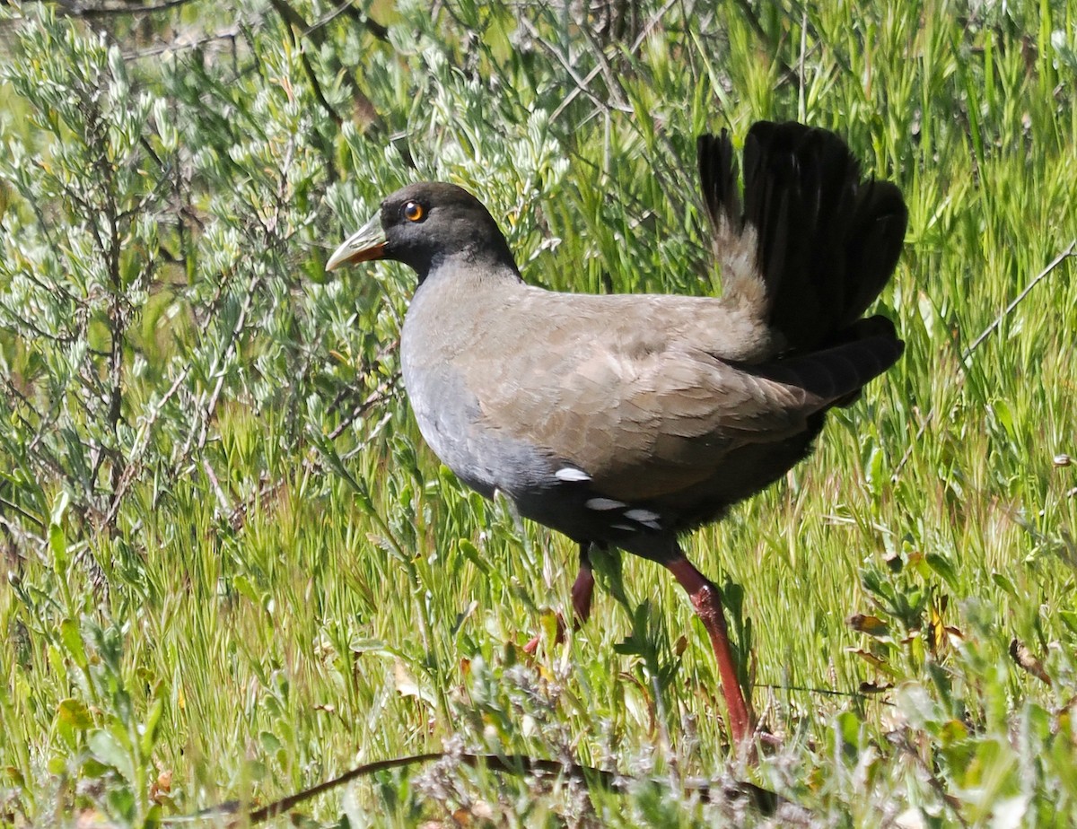 Black-tailed Nativehen - ML641159419