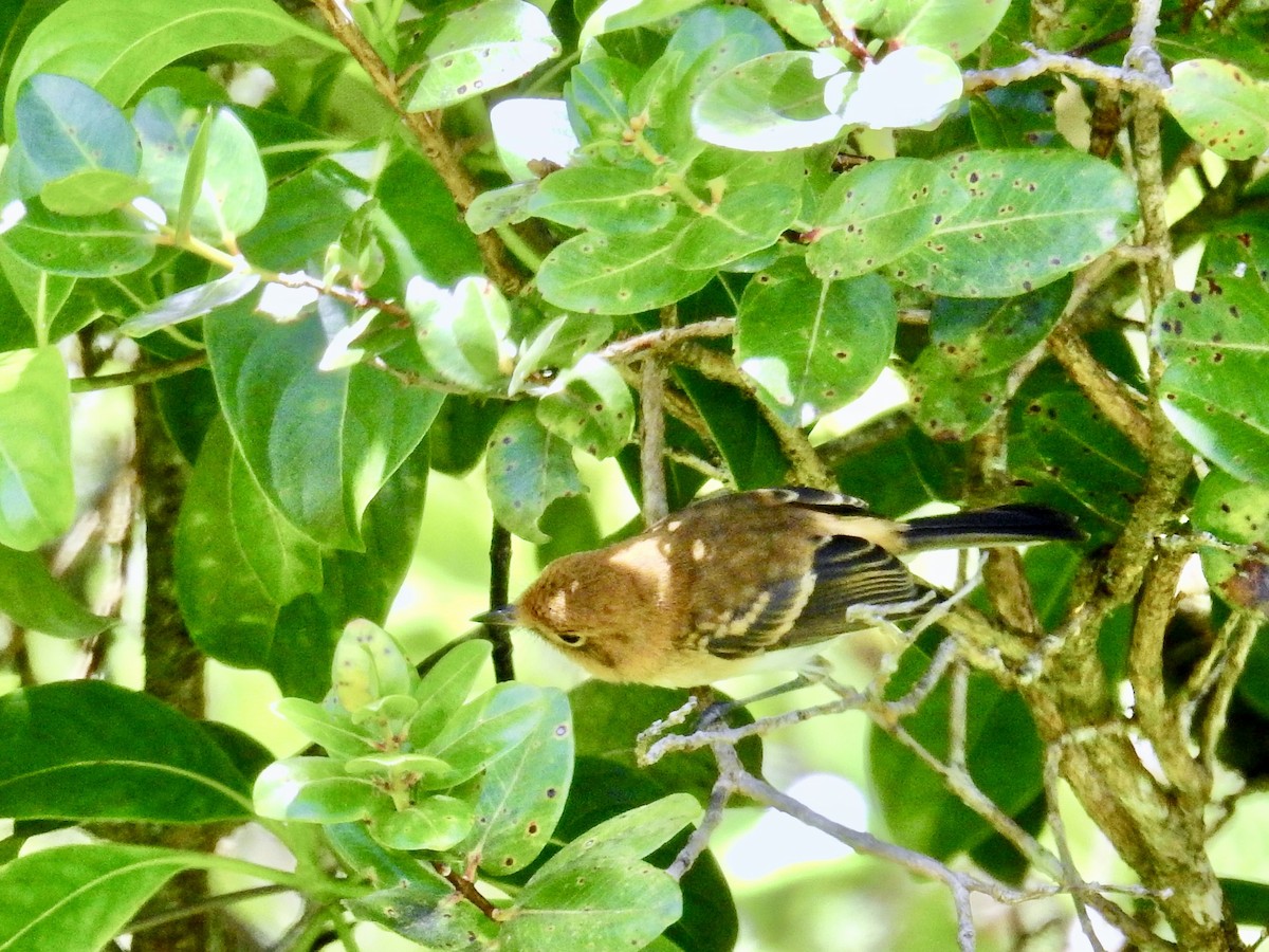 Oahu Elepaio - ML641159452