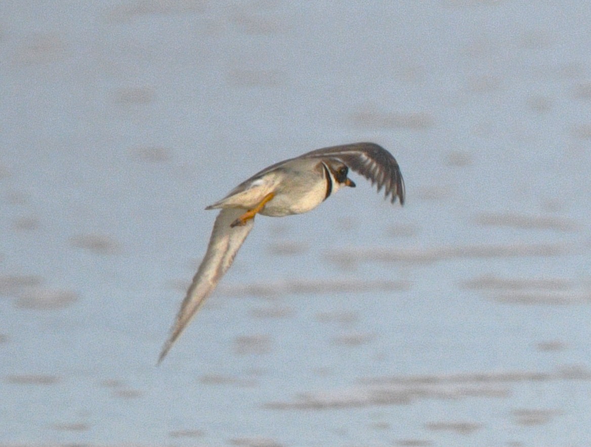 Semipalmated Plover - ML641159532