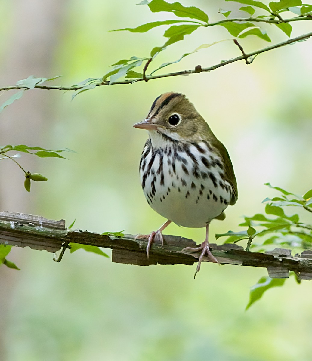 Ovenbird - ML641159534