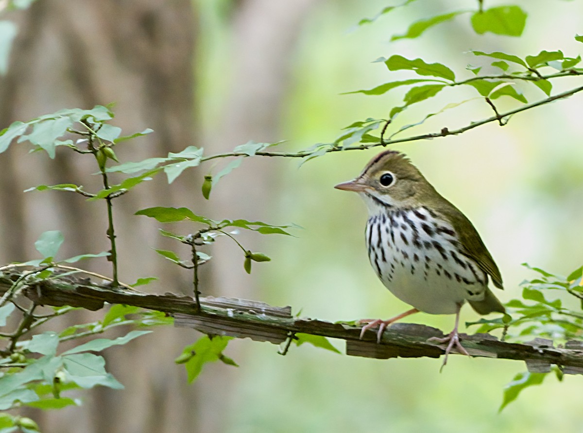 Ovenbird - ML641159539