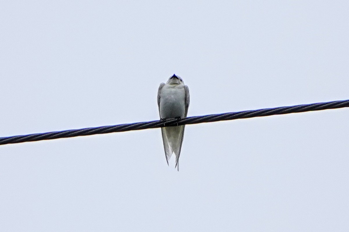 ツバメ - ML641159565