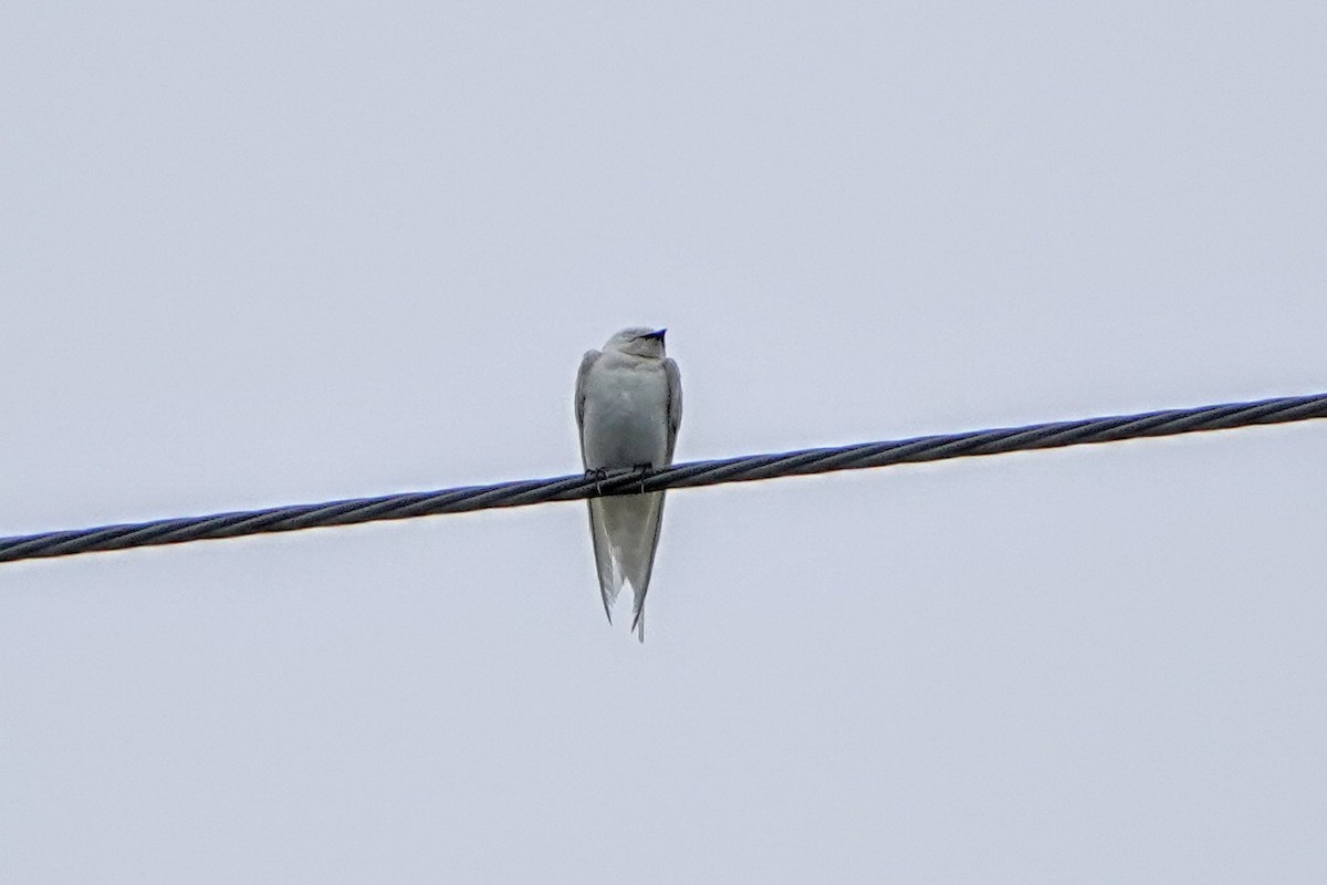 ツバメ - ML641159566