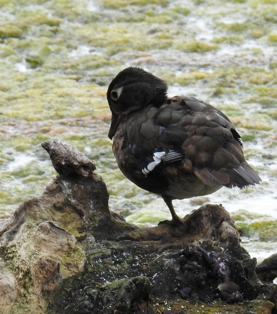 Pato Joyuyo - ML641159567