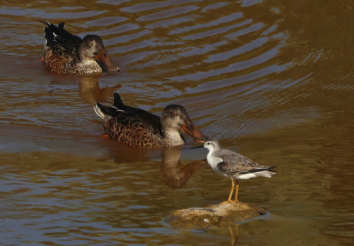 Wilson's Phalarope - ML641159620