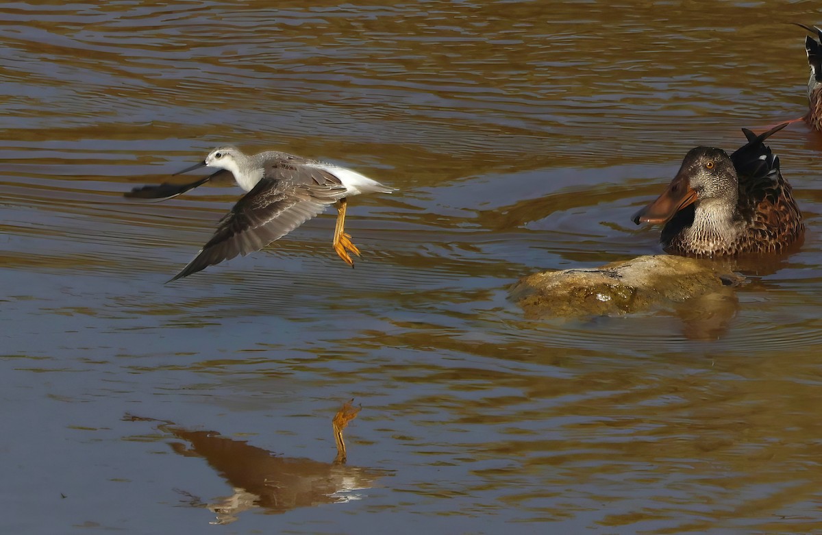 Wilson's Phalarope - ML641159635