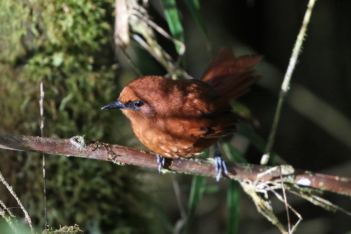 Rufous Spinetail (unirufa) - ML641159639