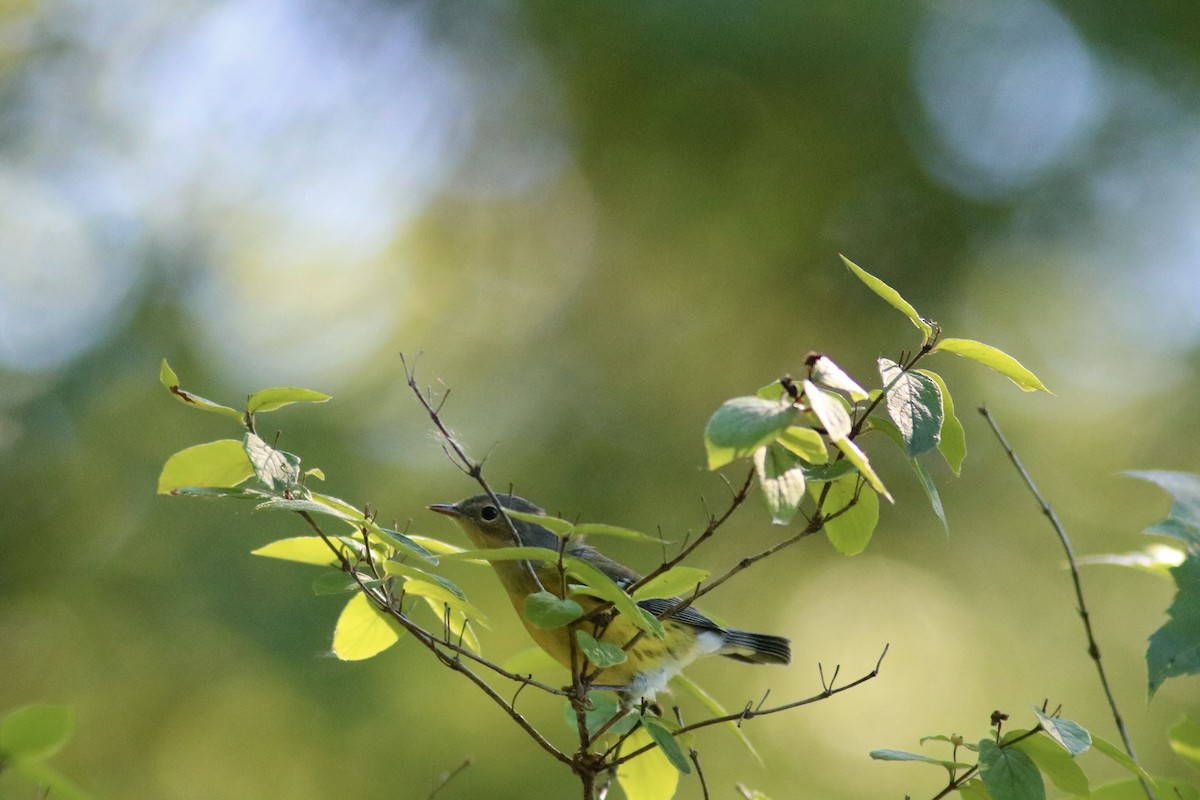 Magnolia Warbler - ML641159644